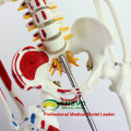 SKELETON04 (12364) modèle de squelette de la Science médicale 85cm avec le muscle peint pour la Science médicale, meilleur cadeau pour l&#39;orthopédiste